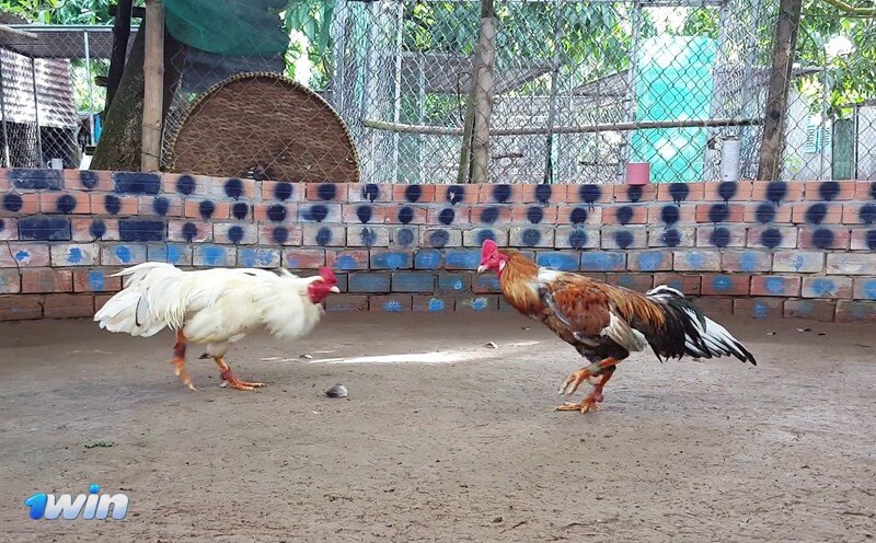 Cockfighting 1win Bangladesh - Characteristics Of Professional Fighting Roosters Cockfighting 1win Bangladesh - Characteristics Of Professional Fighting Roosters